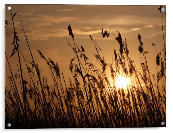  Sunset through the Reeds Acrylic by Broadland Photography