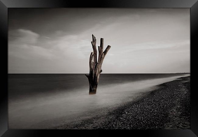  Tree in the Sea Framed Print by Broadland Photography