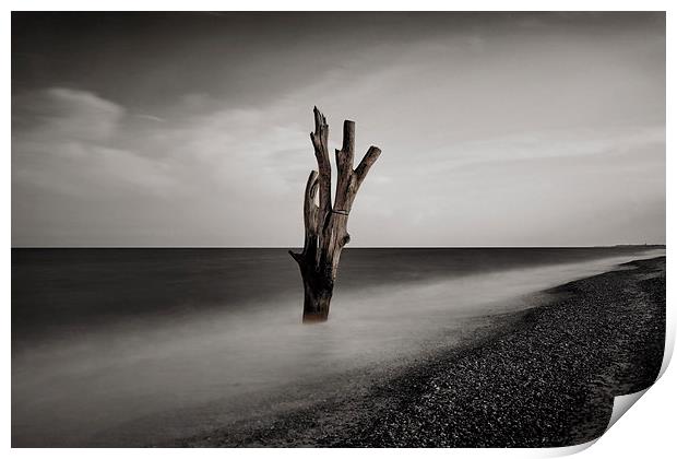  Tree in the Sea Print by Broadland Photography