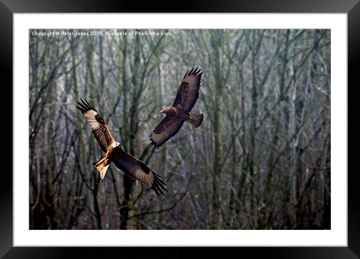 Red Kite & Buzzard  Framed Mounted Print by Peter Jones