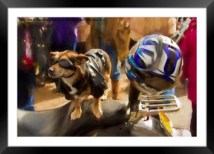  Biker Dog Framed Mounted Print by Robert Murray