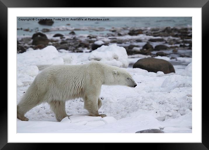  Stiding Out, Large Male Polar Bear Framed Mounted Print by Carole-Anne Fooks