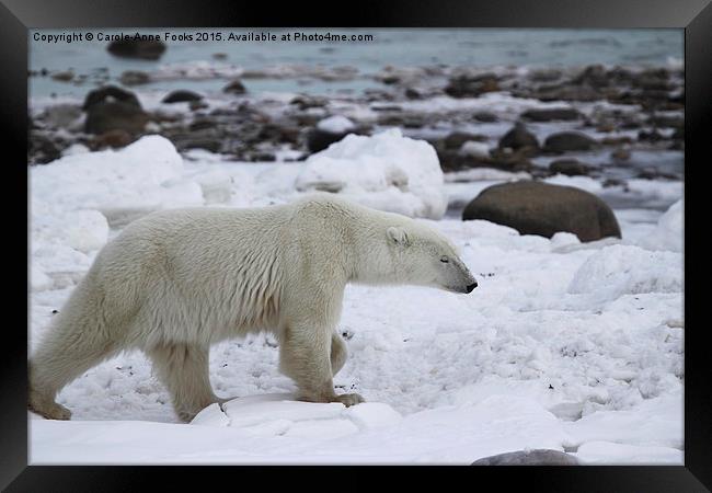  Stiding Out, Large Male Polar Bear Framed Print by Carole-Anne Fooks