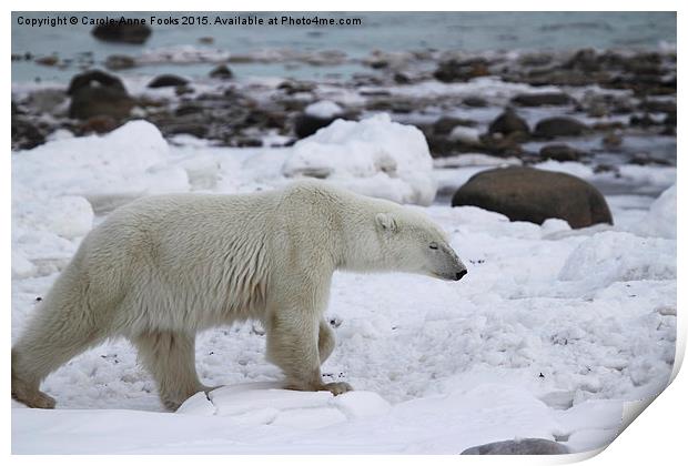  Stiding Out, Large Male Polar Bear Print by Carole-Anne Fooks