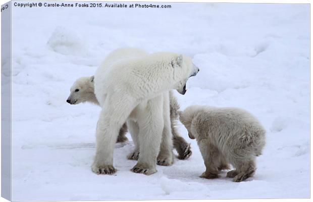  Polar Bears, Churchill, Canada Canvas Print by Carole-Anne Fooks