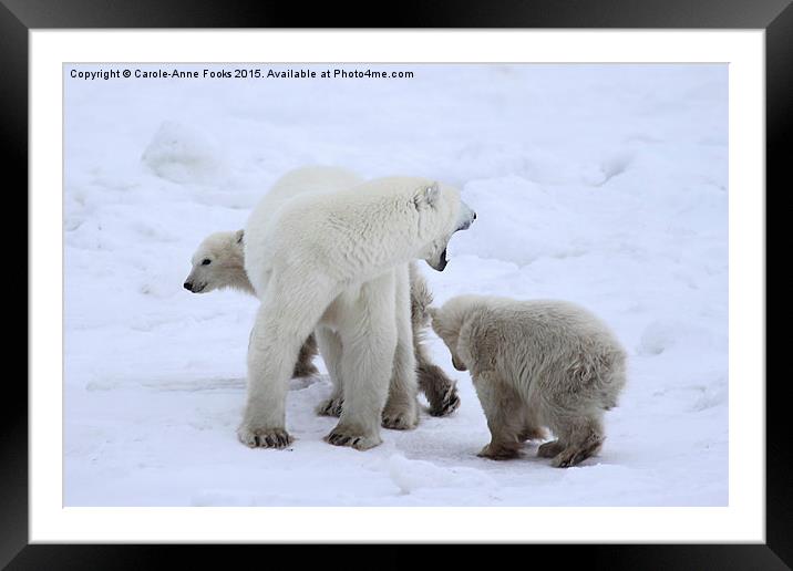  Polar Bears, Churchill, Canada Framed Mounted Print by Carole-Anne Fooks
