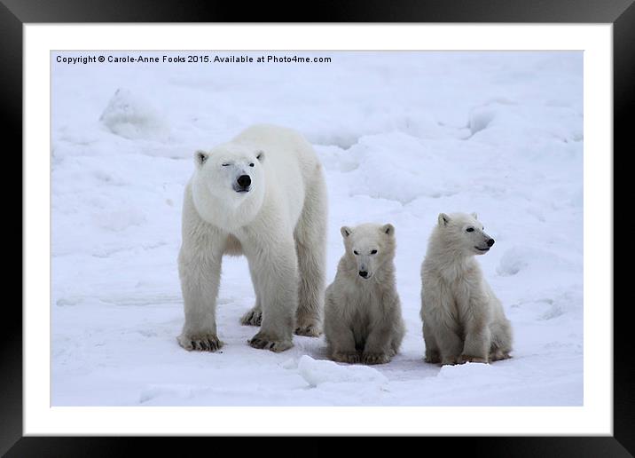  Polar Bear Family Portrait Framed Mounted Print by Carole-Anne Fooks