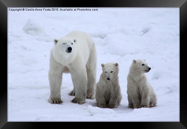  Polar Bear Family Portrait Framed Print by Carole-Anne Fooks