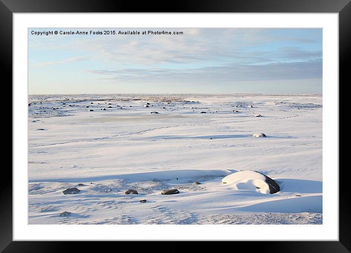  The Tundra in the Early Morning, Canada Framed Mounted Print by Carole-Anne Fooks