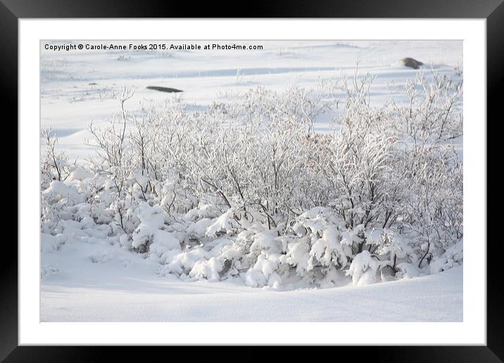  Hoar Frost on Arctic Willow Framed Mounted Print by Carole-Anne Fooks