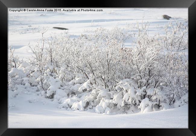  Hoar Frost on Arctic Willow Framed Print by Carole-Anne Fooks