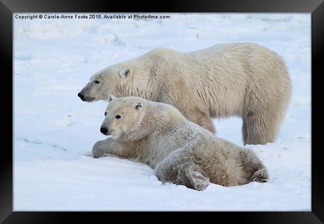  Polar Bears, Churchill, Canada Framed Print by Carole-Anne Fooks