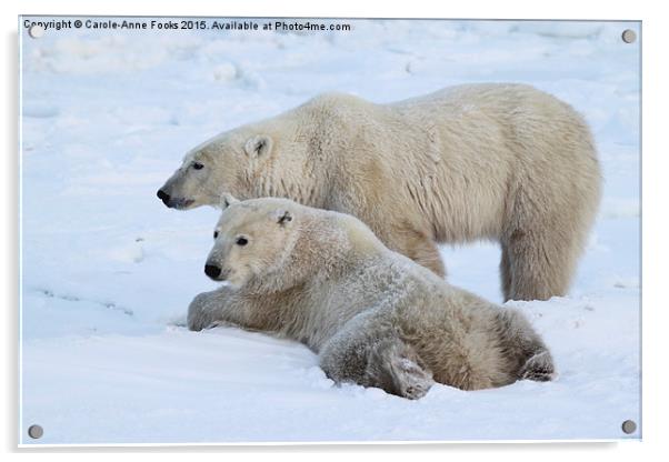  Polar Bears, Churchill, Canada Acrylic by Carole-Anne Fooks