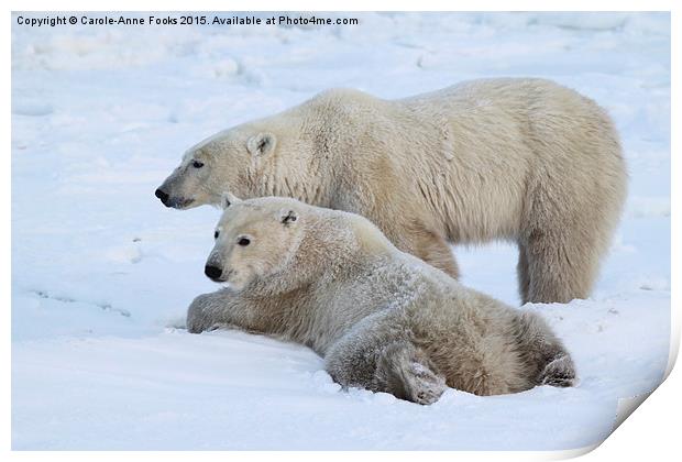  Polar Bears, Churchill, Canada Print by Carole-Anne Fooks