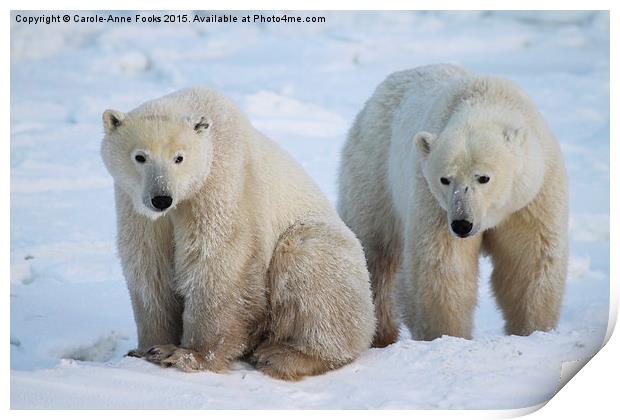   Polar Bears, Churchill, Canada Print by Carole-Anne Fooks