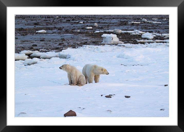   Polar Bears Canada Framed Mounted Print by Carole-Anne Fooks
