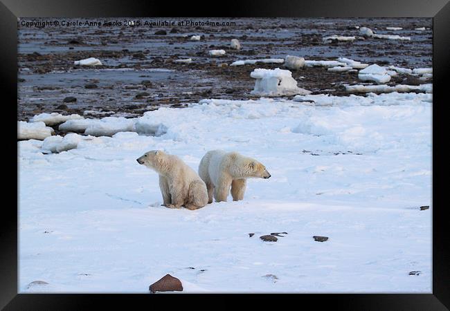   Polar Bears Canada Framed Print by Carole-Anne Fooks