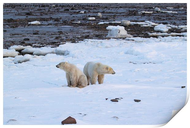   Polar Bears Canada Print by Carole-Anne Fooks
