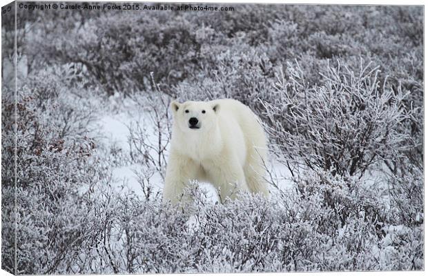  Polar Bear in The Arctic Willow Canvas Print by Carole-Anne Fooks