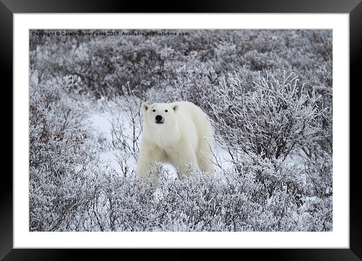  Polar Bear in The Arctic Willow Framed Mounted Print by Carole-Anne Fooks