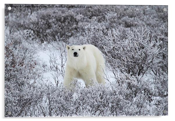 Polar Bear in The Arctic Willow Acrylic by Carole-Anne Fooks
