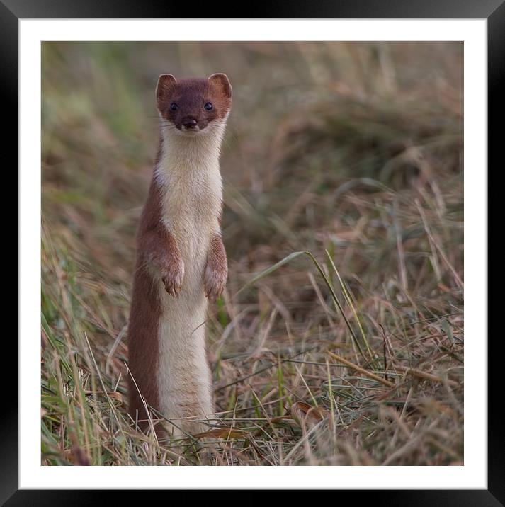  Stoat. Framed Mounted Print by Don Davis