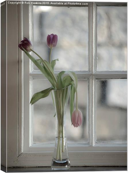  Droopy Tulip  Canvas Print by Rob Hawkins
