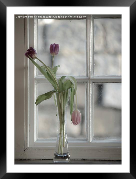  Droopy Tulip  Framed Mounted Print by Rob Hawkins