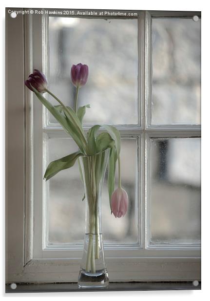  Droopy Tulip  Acrylic by Rob Hawkins