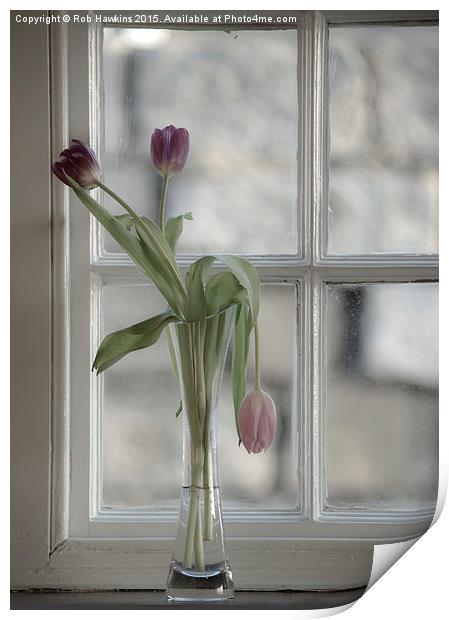  Droopy Tulip  Print by Rob Hawkins