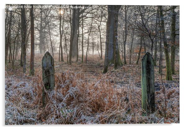  Misty Forest Sunrise Acrylic by David Tinsley