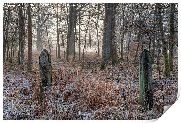  Misty Forest Sunrise Print by David Tinsley