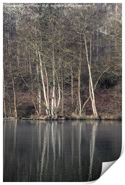   Winter at Cannop Ponds Print by David Tinsley
