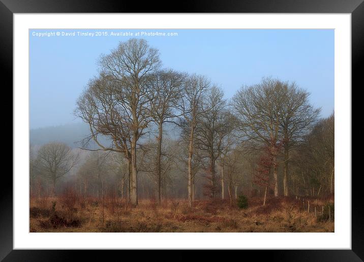 Dreamy Winter Oaks Framed Mounted Print by David Tinsley