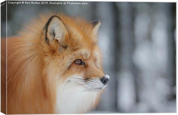  Winter fox Canvas Print by Neil Burton