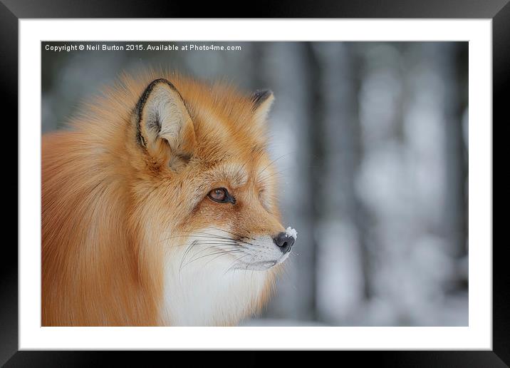  Winter fox Framed Mounted Print by Neil Burton