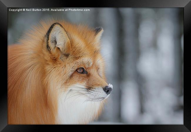  Winter fox Framed Print by Neil Burton