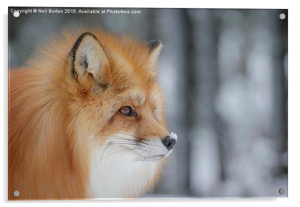  Winter fox Acrylic by Neil Burton