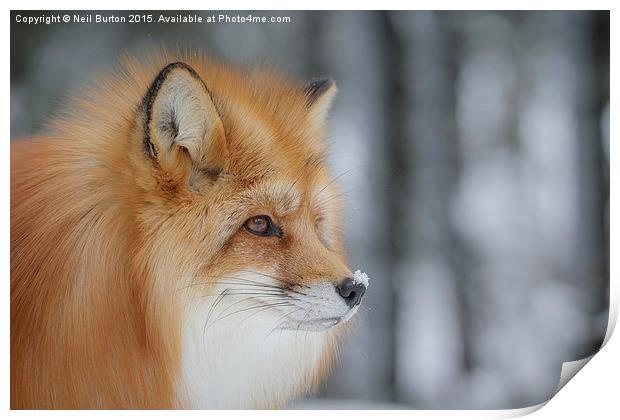  Winter fox Print by Neil Burton