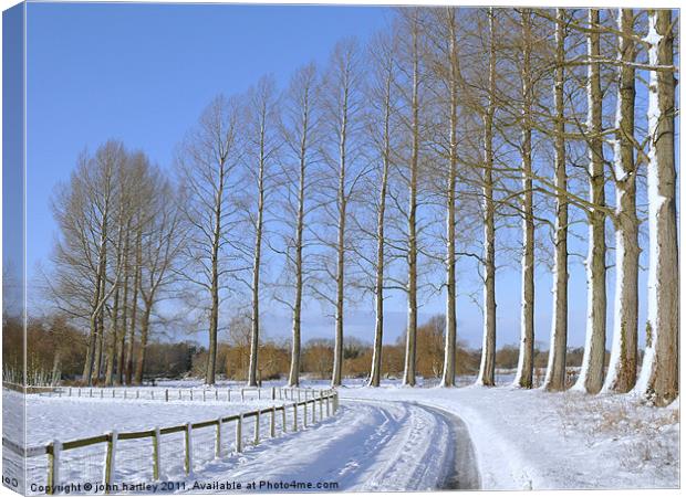 Sunny Winter country snow scene with poplar trees  Canvas Print by john hartley