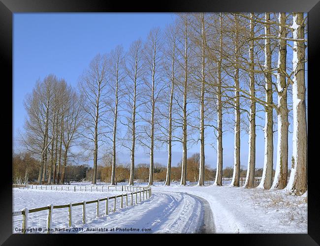 Sunny Winter country snow scene with poplar trees  Framed Print by john hartley