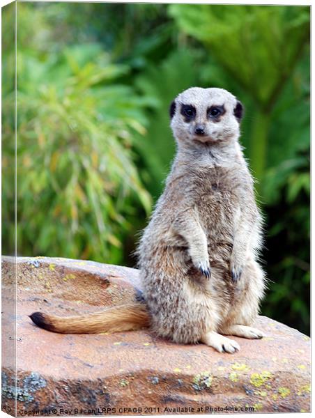 MEERKAT Canvas Print by Ray Bacon LRPS CPAGB