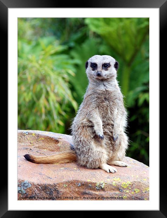 MEERKAT Framed Mounted Print by Ray Bacon LRPS CPAGB