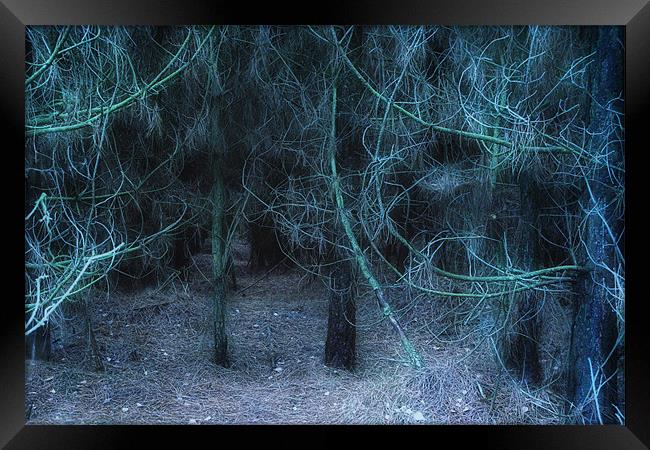 Dare to Enter the Forest Framed Print by Ann Garrett
