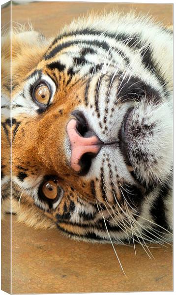  Tiger Tiger Burning Bright Canvas Print by Mark McDermott
