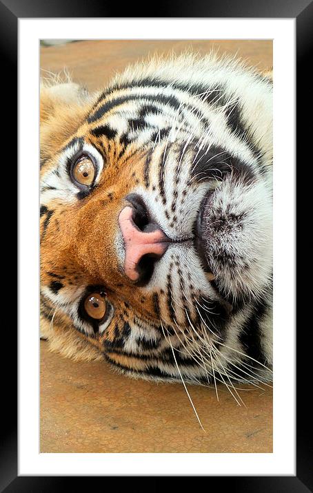  Tiger Tiger Burning Bright Framed Mounted Print by Mark McDermott