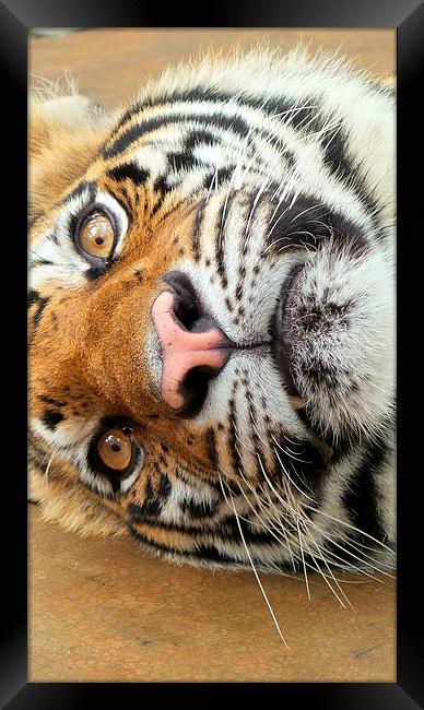 Tiger Tiger Burning Bright Framed Print by Mark McDermott