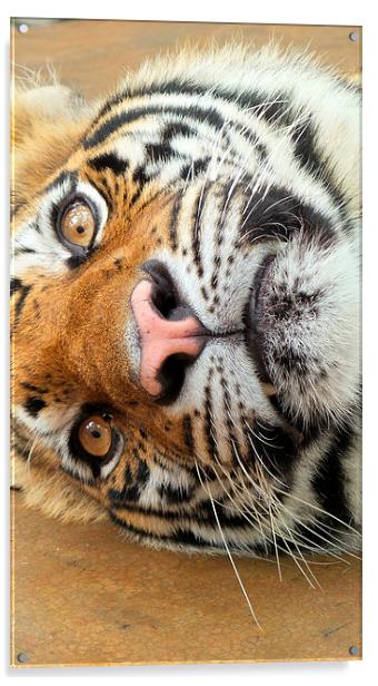  Tiger Tiger Burning Bright Acrylic by Mark McDermott