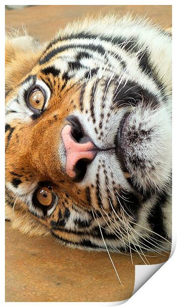  Tiger Tiger Burning Bright Print by Mark McDermott