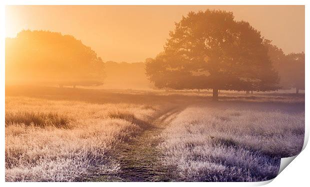  Foggy meadow at sunrise Print by Inguna Plume